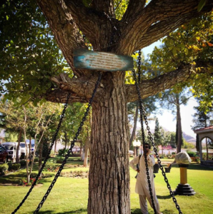 tree serving its punishment for 125 years