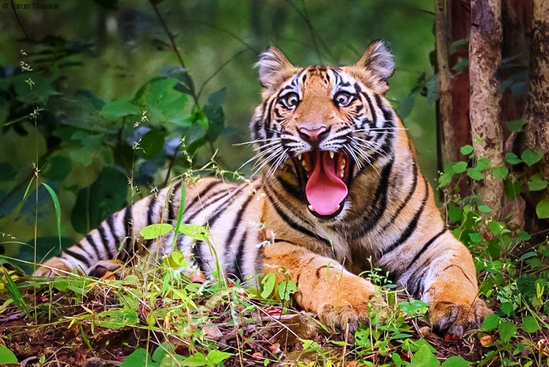 Uttarakhand Tigers