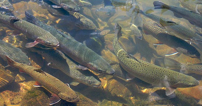 Uttarakhand Trout Fish