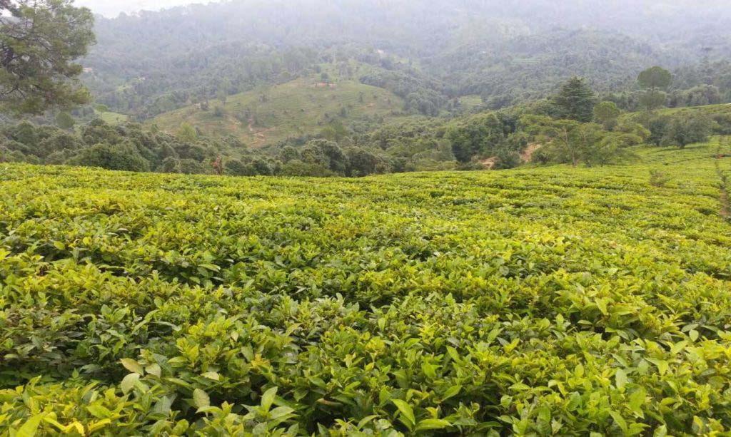 Uttarakhand Tea