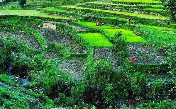 Uttarakhand Paddy Varieties
