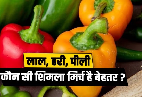 Which Capsicum is Better