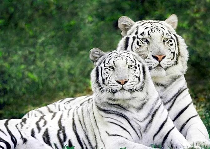 Dehradun Zoo- नंदनकानन से उत्तराखंड आएगा दुर्लभ सफेद बाघ