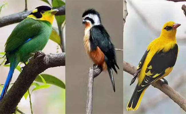 Golden Oriole Bird- नैनीताल में पहली बार दिखी ब्राॅडबिल और गोल्डन ओरिओल