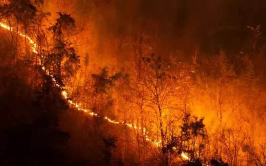 FSI Report 2023- देश में सबसे अधिक जले उत्तराखंड के जंगल