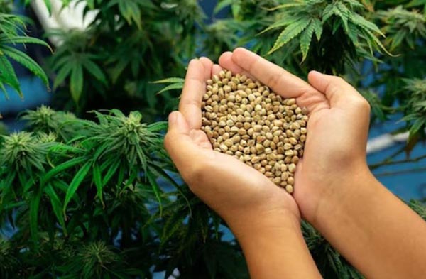 Bhang ka Beej- पहाड़ों में क्यों भांग का बीज सब्जियों में डाला जाता है ? जानें…