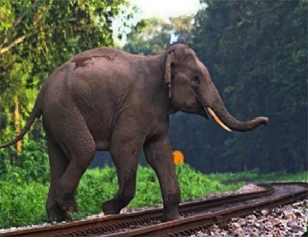 Elephant Corridor