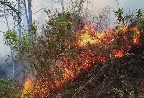 Forest Survey of India- देश में मिले 158 फायर अलर्ट, उत्तराखंड में सबसे अधिक