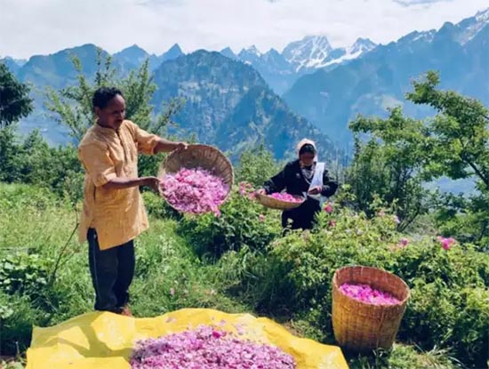 Aroma Farming in Uttarakhand
