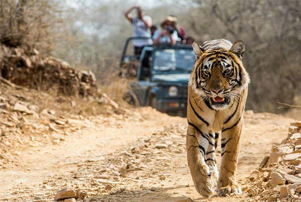 Uttarakhand Tiger Census- उत्तराखंड में बाघों की गिनती फिर शुरू, तीन चरणों में होगा सर्वे