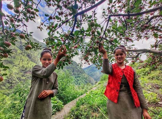 Apple Farmng Uttarakhand