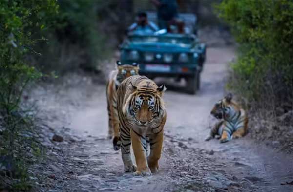 Wildlife Safari- बाघ दर्शन के लिए तैयार कार्बेट, जंगल सफारी की उलटी गिनती शुरू