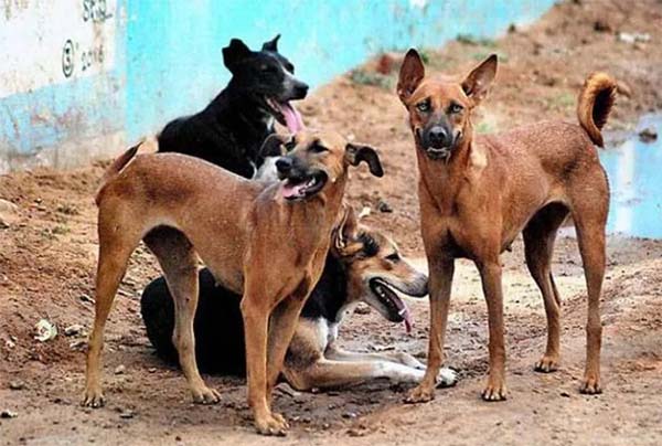Dog Sterilization Policy- देहरादून में अब लावारिस कुत्तों का होगा टीकाकरण, बनेगी SOP