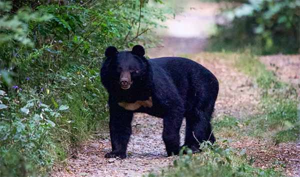 Bear Attacks in Uttarakhand- चमोली में 5 साल में सबसे ज्यादा भालू हमले, वन विभाग अलर्ट