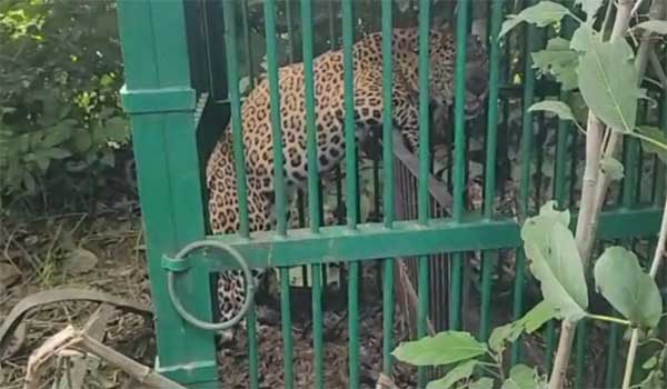 Animal Encounter
