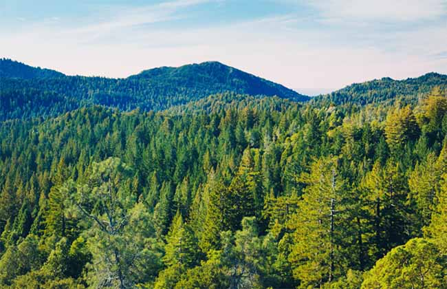 Forest Protection- केंद्र की मंजूरी के बाद चमोली में शुरू हुआ फायर लाइन प्रोजेक्ट