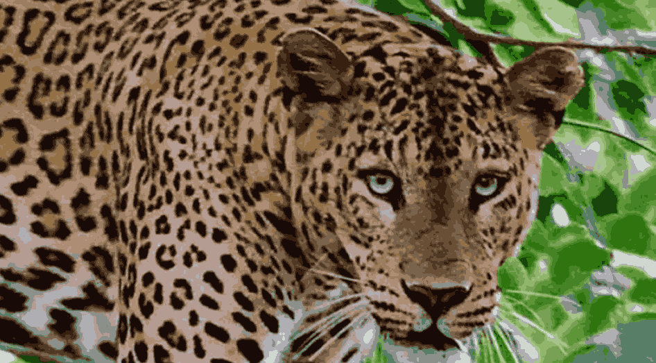 Dewar Village Uttarakhand- आंगनबाड़ी से लौट रहे मासूम पर गुलदार का हमला, दहशत में गांव