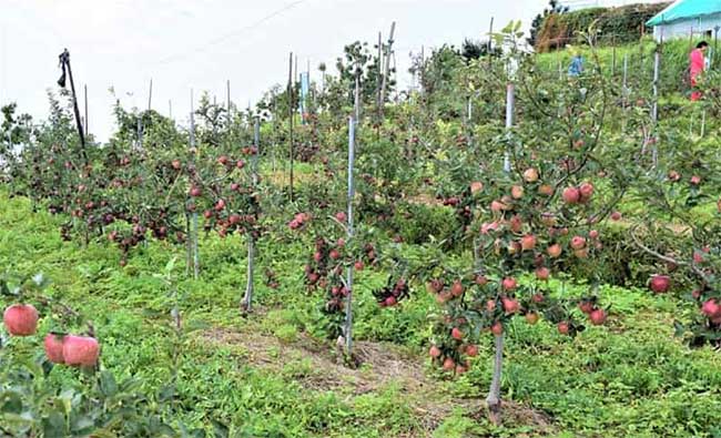 Dunagiri Apple Farming- बर्फबारी से बदली तस्वीर, सेब बागानों को मिला नया जीवन
