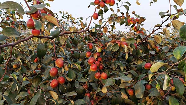 Apple Ber Farming
