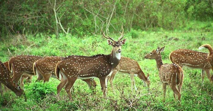 Nanda Devi National Park