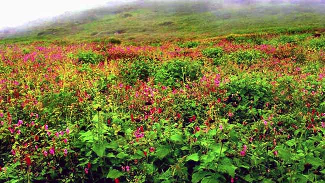 Nanda Devi National Park- हिमालयी क्षेत्रों में ड्रोन सर्वे और गश्त, कैमरे में कैद हुए दुर्लभ वन्यजीव