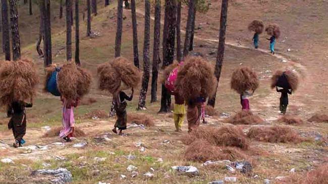 Pirul Uttarakhand