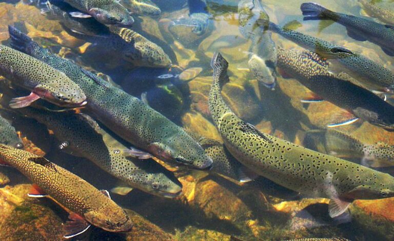 Uttarakhand Fish Farming