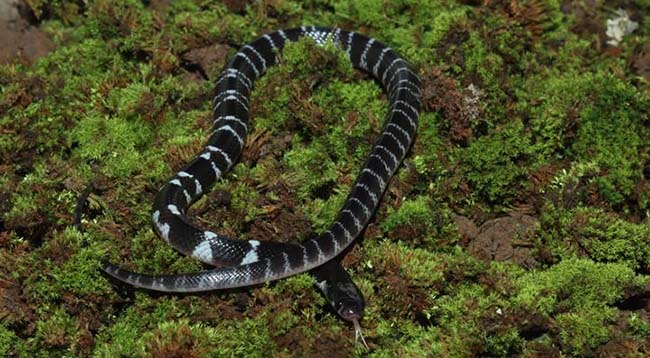 Silent Killer Krait