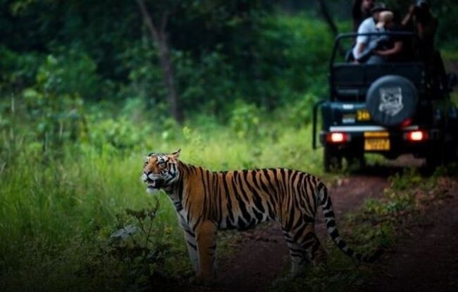 Jungle Safari UpdateJungle Safari Update