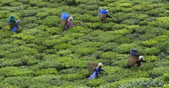 Uttarakhand Tea Farming