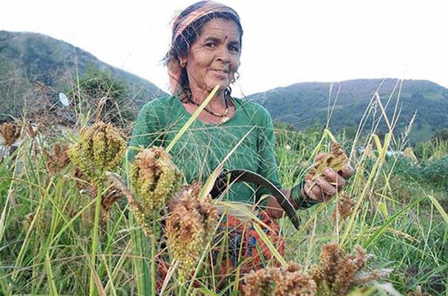 Uttarakhand Agriculture