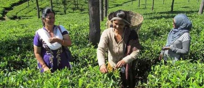 Uttarakhand Tea Farming