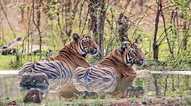Tiger Shifting