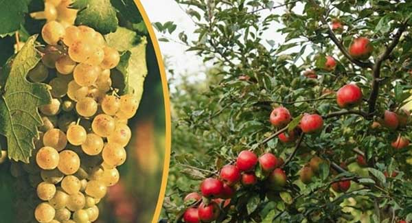Uttarakhand Horticulture
