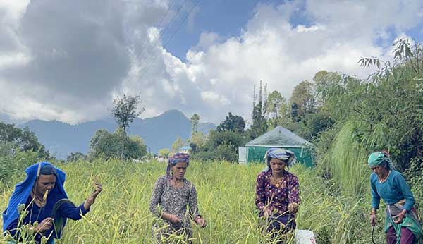 Uttarakhand Kiwi Mission