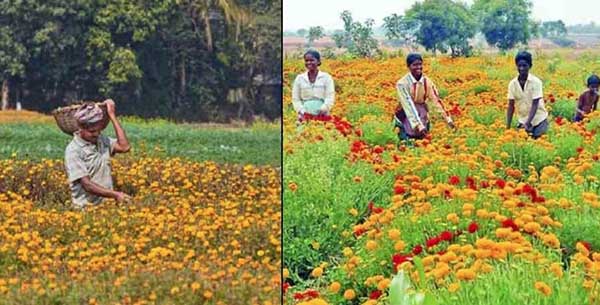 Uttarakhand Horticulture