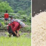 Uttarakhand Paddy Varieties