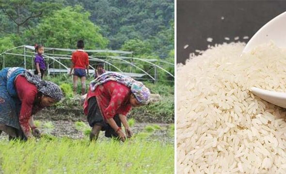 Uttarakhand Paddy Varieties